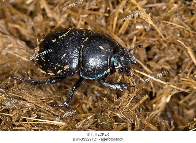 Common dor beetle (Anoplotrupes stercorosus, Geotrupes stercorosus), on horse dung, Germany