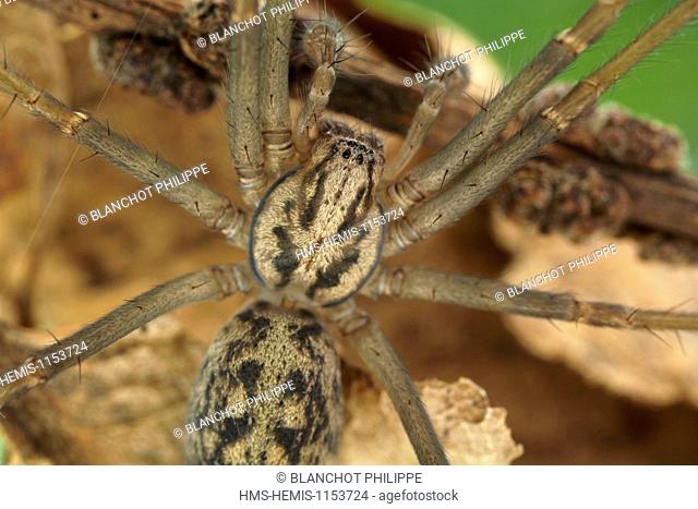 France, Araneae, Agelenidae, Giant House Spider (Tegenaria duellica)