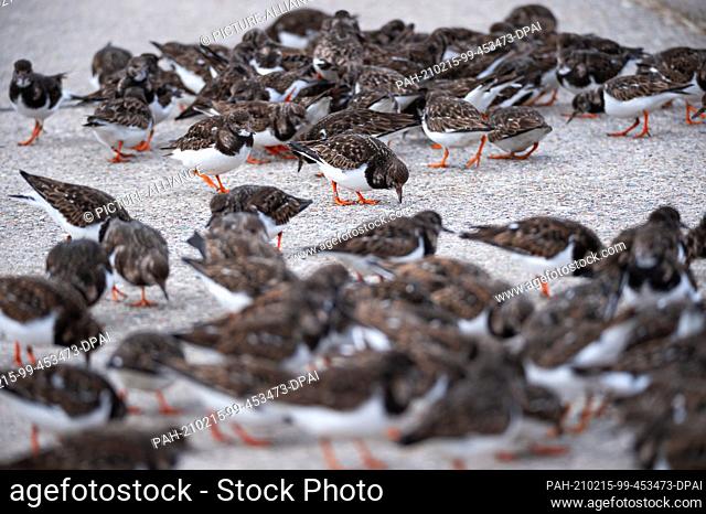 10 February 2021, Lower Saxony, Wilhelmshaven: Turnstone (Arenaria interpres) in slack dress pecking oat flakes on the path on the south beach