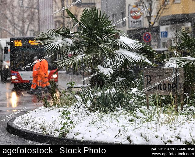 04 December 2023, North Rhine-Westphalia, Cologne: Snow lies on banana plants growing in a traffic circle. Photo: Oliver Berg/dpa