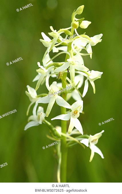 lesser butterfly-orchid Platanthera bifolia, inflorescence, Germany, Bavaria, Staffelsee