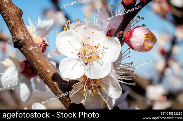 blooming white flower close up natural spring background