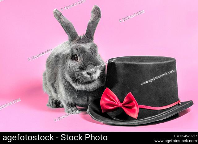 gray lop-eared dwarf rabbit next to a black cylinder hat on a pink background