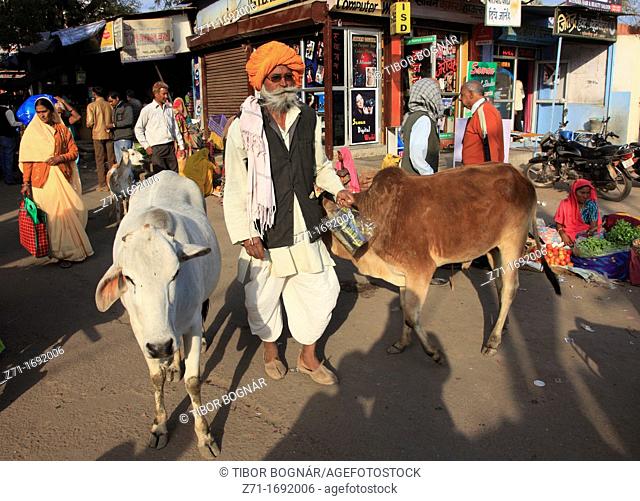 India, Rajasthan, Bundi, street scene, people, holy cows