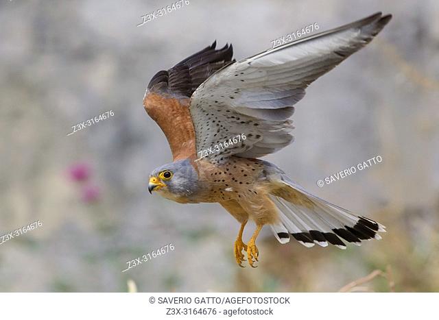 Lesser Kestrel, Matera, Basilicata, Italy (Falco naumanni)