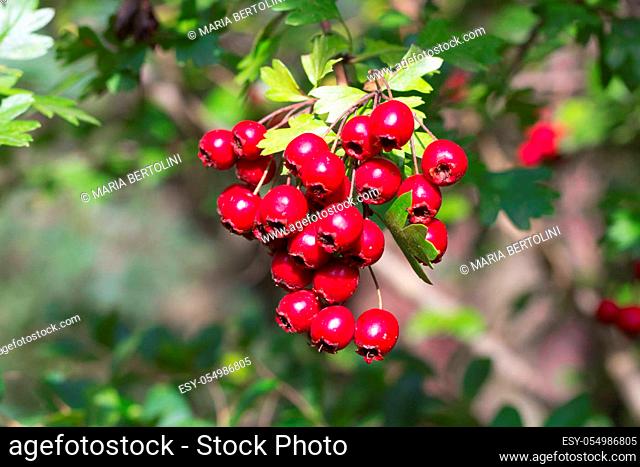 branch of wild bushes with red and yellow crataegus fruits