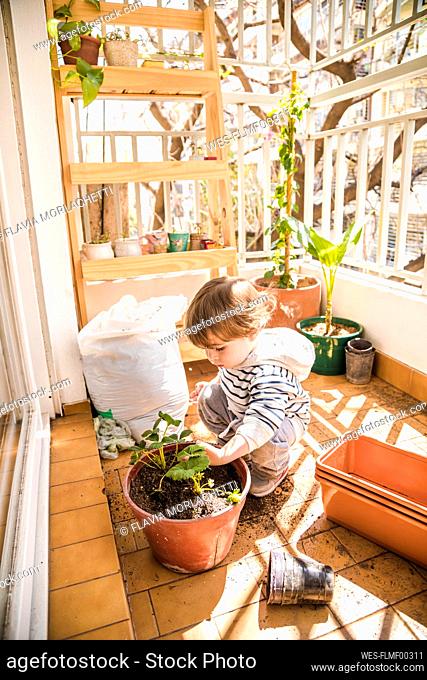 Boy planting strawberry in flower pot while sitting at balcony
