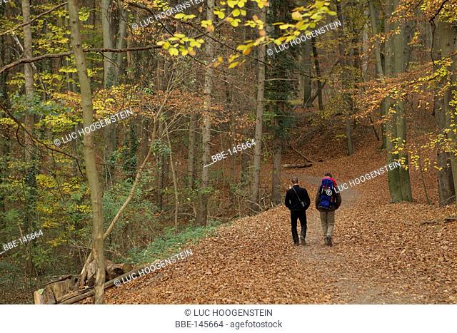 Two hikers in the autumn forest of the St Pietersberg near Maastricht