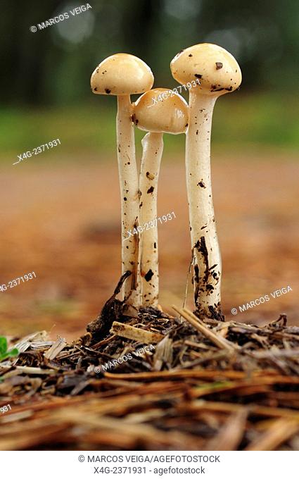 Protostropharia fungi