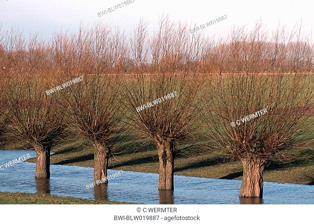 willow, osier Salix spec., Dez 98
