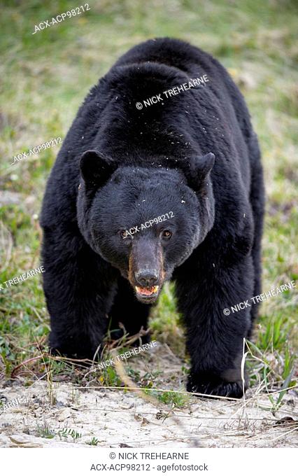 Ursus americanus, black bear, rocky mountains, Alberta, Canada
