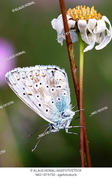 Common Blue Butterfly Polyommatus icarus resting on Oxeye daisy Leucanthemum vulgare - Bavaria/Germany