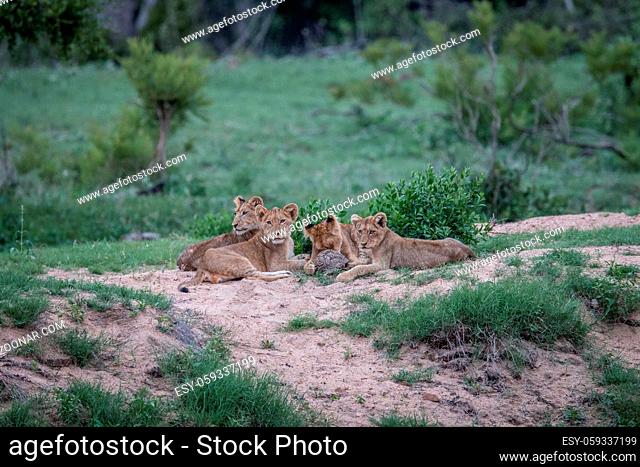Group of Lion cubs playing with a Leopard tortoise in the Kruger National Park, South Africa
