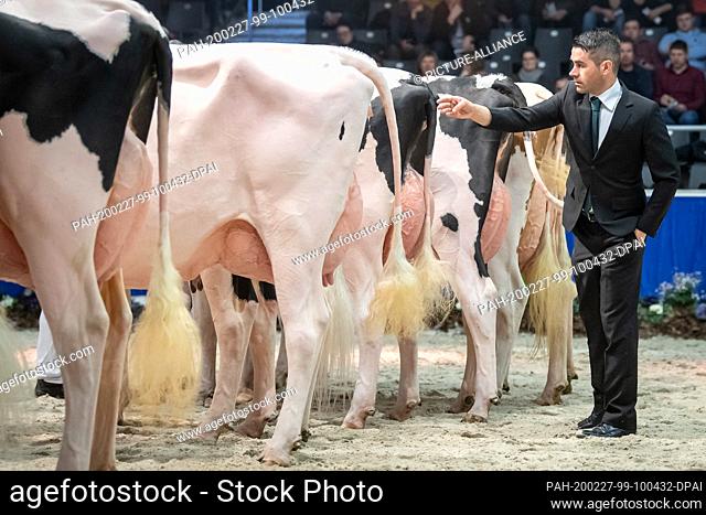 27 February 2020, Lower Saxony, Verden: A judge looks at the cows at the cattle show ""The show of the best"". Over 200 Holstein dairy cows are presented by...