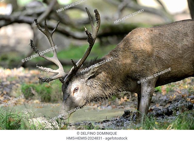 France, Moselle, Animal Park Saint Croix, Rhodes, red deer (Cervus elaphus), male at the time of slab letting off steam in a puddle in the woods