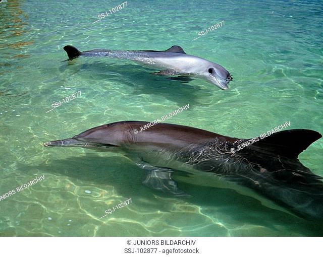 delphinus delphis / saddleback , crisscross dolphin