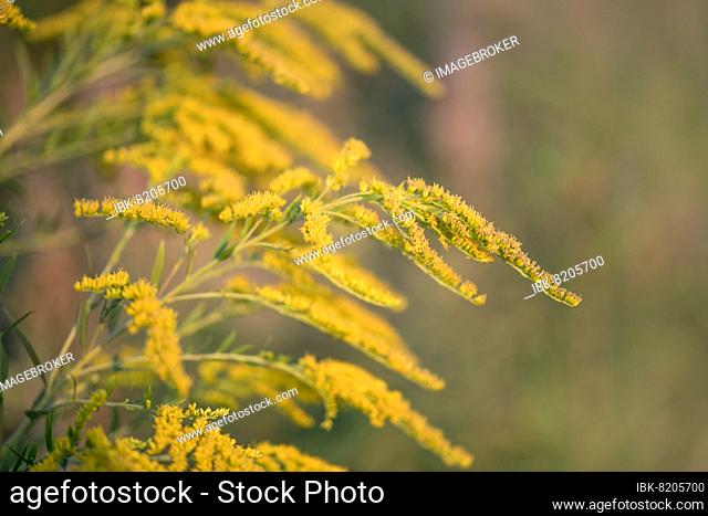 Canada goldenrod (Solidago canadensis), invasive plant blooms in sunshine in the garden, Velbert, Germany, Europe