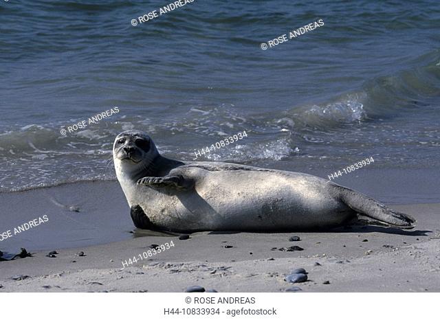 Common seal, Phoca vitulina, Germany, Europe, animal, Nationalpark, Wattenmeer, Helgoland, beach, North Sea