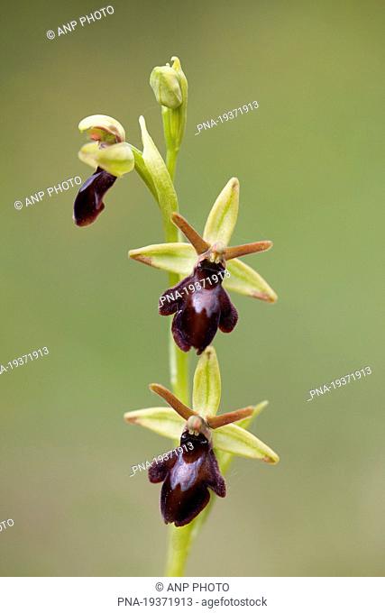 Early Spider Orchid Ophrys sphegodes - GÆ’nserode, Harz, KyffhÃ¨userkreis, Thuringia, ThÆ’ringen, Germany, Europe