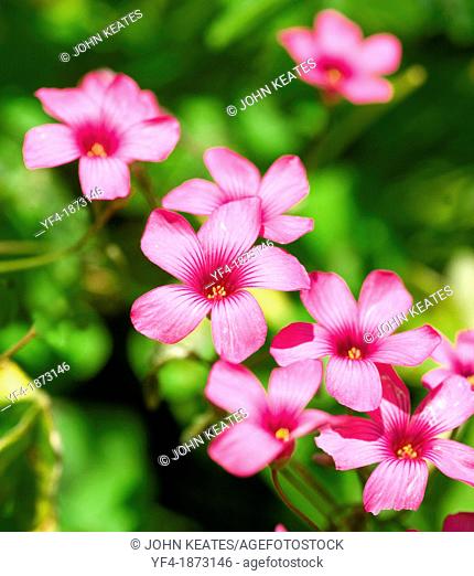 A close up shot of the pink flowers of Wood Sorrel Oxalis corymbosa