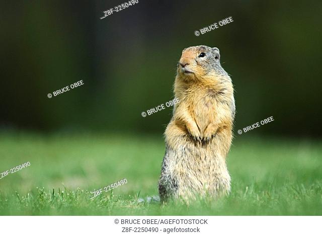 Cascade mantled ground squirrels inhabit Manning Provincial Park, British Columbia, Canada