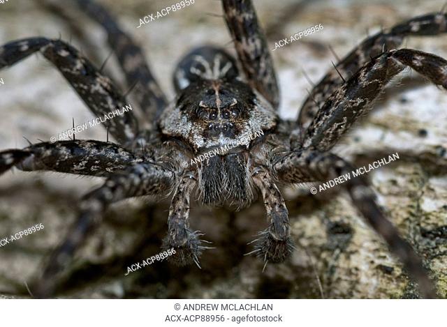 Brownish-gray Fishing Spider (Dolomedes tenebrosus) in Muskoka near Rosseau, Ontario, Canada