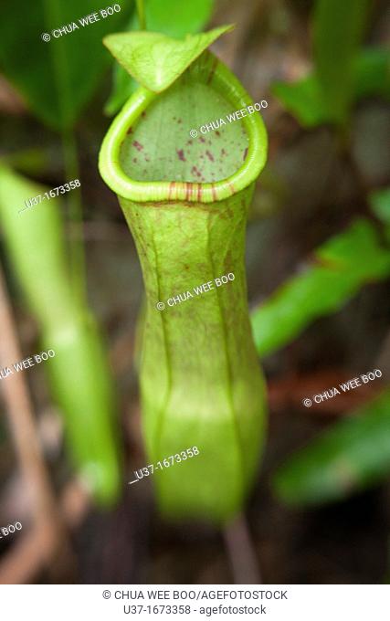 Nepenthes-Pitcher plants