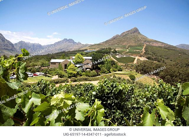 Stellenbosch Western cape South Africa, The Tokara vines and Jonkershoek Mountains