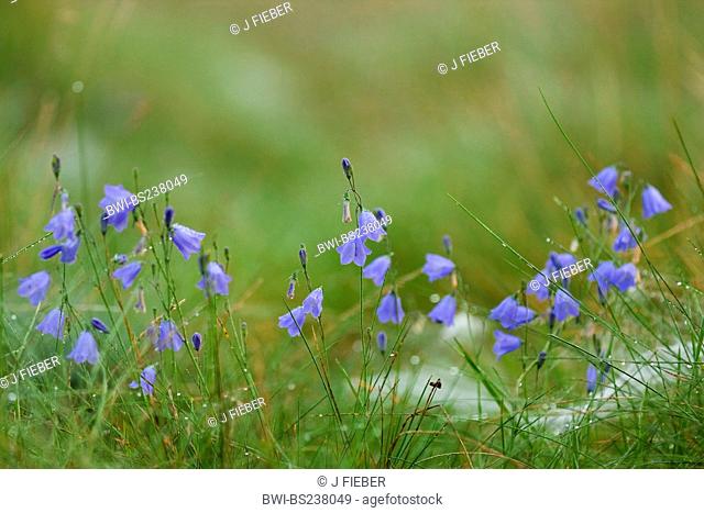lady's-thimble, scotch bluebell, harebell Campanula rotundifolia, blooming in a meadow, Germany, North Rhine-Westphalia
