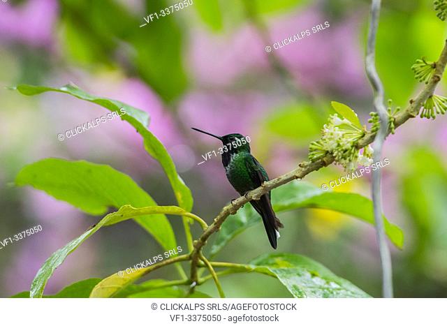 Mindo, Pichincha Province, San Miguel de Los Bancos, Ecuador. Rufous-vented Whitetip Hummingbird