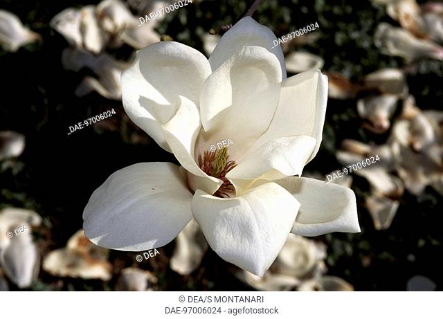 Magnolia flowers (Magnolia obovata), Magnoliaceae