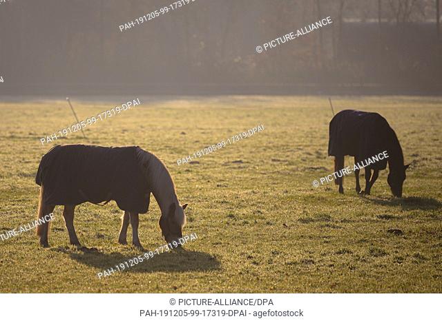 05 December 2019, Lower Saxony, Oldenburg: Two horses stand in a field in the morning and eat grass. Photo: Mohssen Assanimoghaddam/dpa