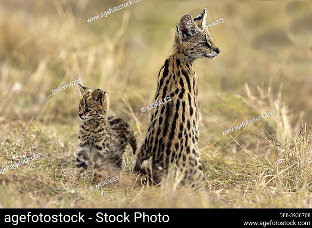 East Africa, Kenya, Masai Mara National Reserve, National Park, female Serval (Leptailurus serval) in the savannah, the cub (2 months old) with its mother