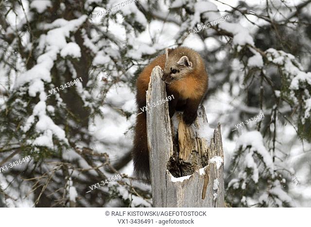American Pine Marten (Fichtenmarder (Martes americana) in winter, young, juvenile, climbing on an old broken snow covered tree stump, USA.