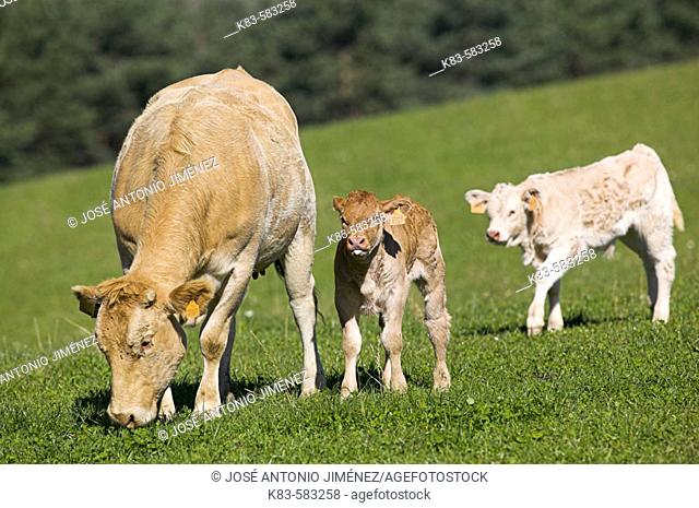 Cow and calves. Irati, Navarra, Spain