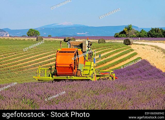 Lavendelfeld Ernte - lavender field harvest 08