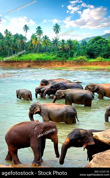 Herd of elefants in river of jungle