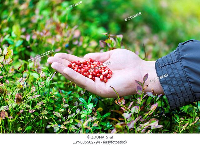 Hand with fresh cranberries in forest in august