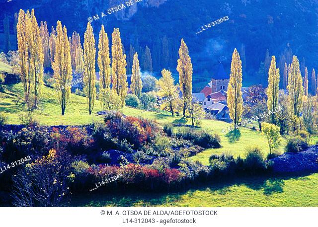 Poplars. Serveto. Huesca province. Spain