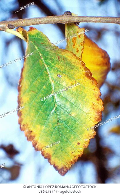 Smooth-leaved Elm (Ulmus minor) leaf in autumn