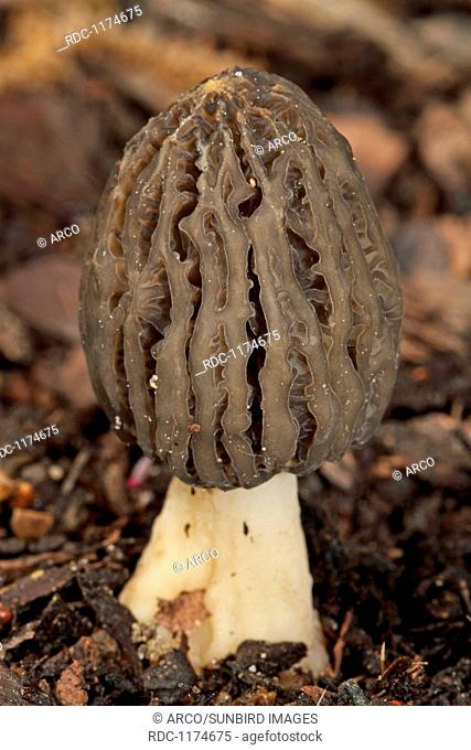 cone-shaped morel fungus