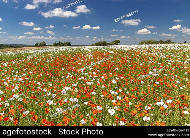 Poppy field, Vysoocina near Zdar nad Sazavou, Czech Republic