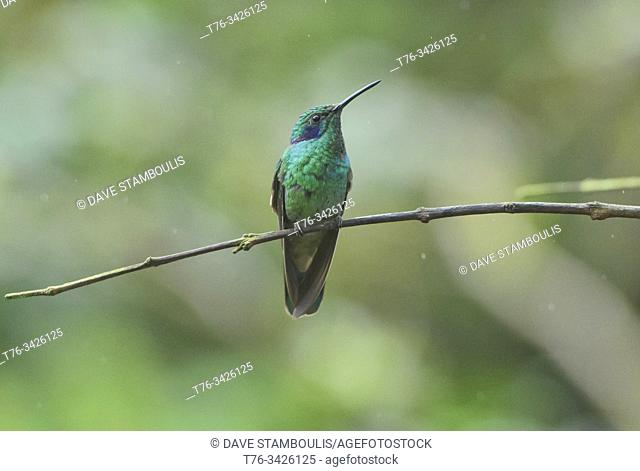Sparkling violetear hummingbird (Colibri coruscans), Bellavista Cloud Forest Reserve, Mindo, Ecuador
