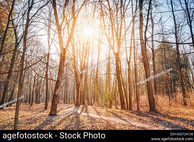 Winding Countryside Road Path Walkway Through Autumn Forest. Sunset Sunrise. Nobody. Road Turns To Rising Sun