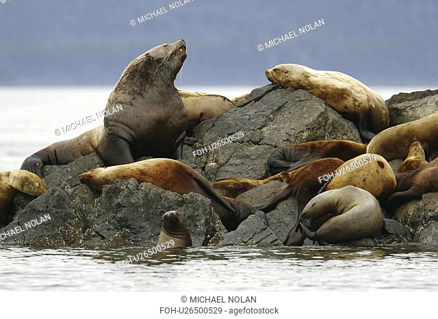 All ages and both sexes of northern Steller sea lions Eumetopias jubatus hauled out on the Brothers Island Group in Frederick Sound, Southeast Alaska, USA