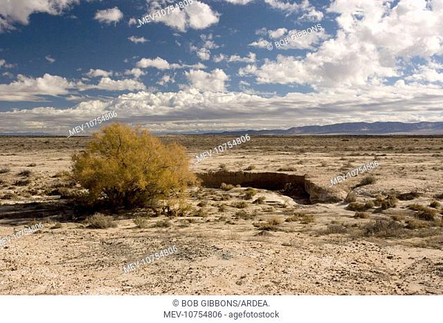 High desert in Utah, near Eureka. Invaded by tamarisk (Tamarix ramossisima)