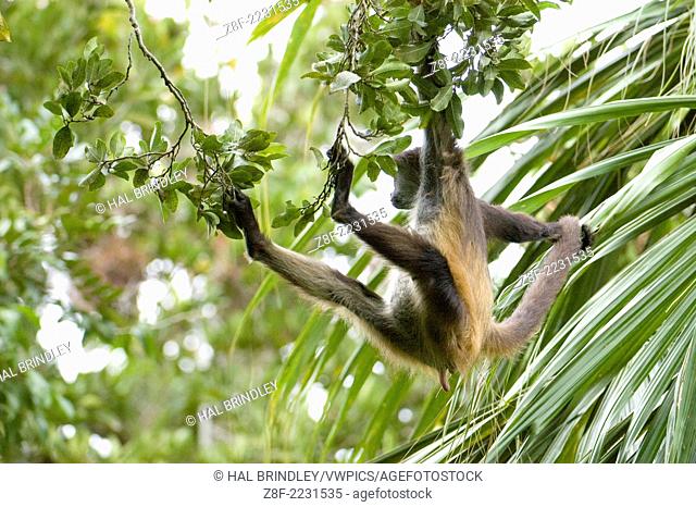 Geoffroy's Spider Monkey (Ateles geoffroyi). Tikal National Park, Guatemala