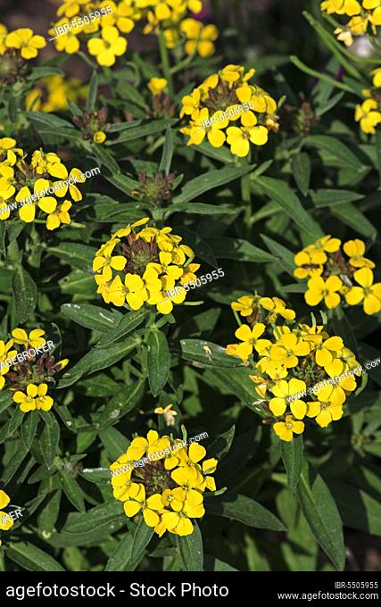 Golden wallflower (Cheiranthus) erysimum, Orange Bedder, Wallflower