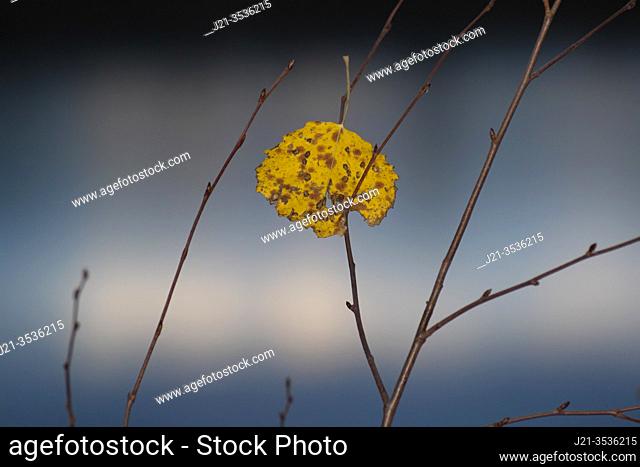 Close up of yellow birch leaves (Betula sp. ) at dusk in autumn in front of a shimmering lake