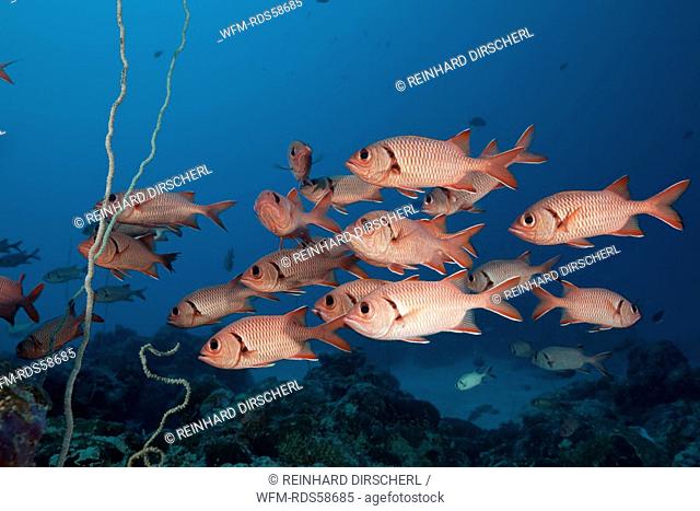 Shoal of Soldierfish, Myripristis murdjan, German Channel, Micronesia, Palau